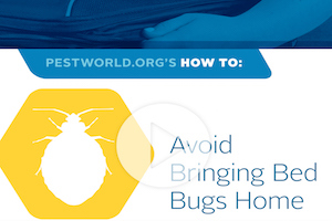 how-to-bedbugs.jpg