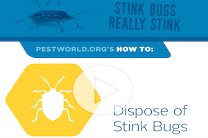 how-to-stinkbugs.jpg