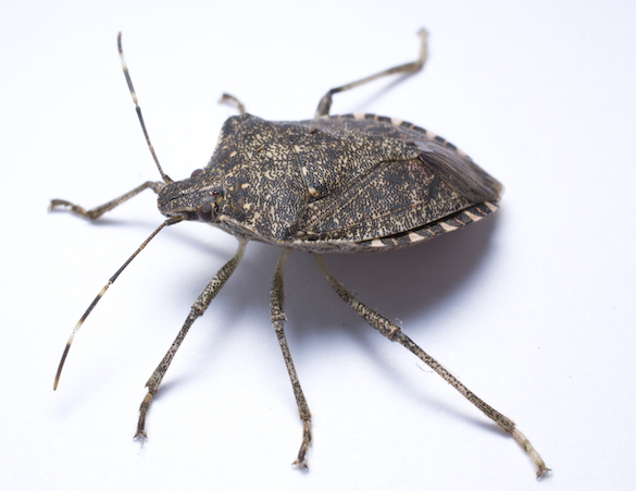 Brown marmorated stink bug