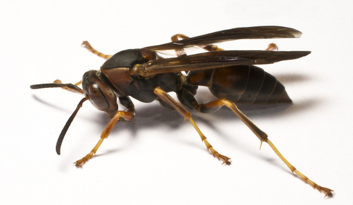 Paper wasp no text.jpg