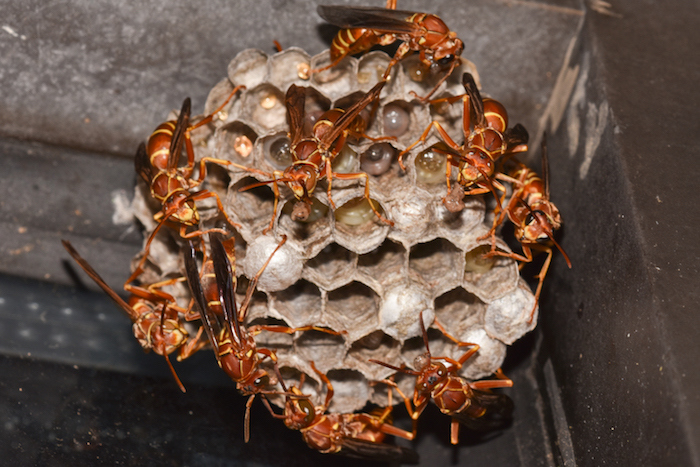 Paper wasp group.jpg