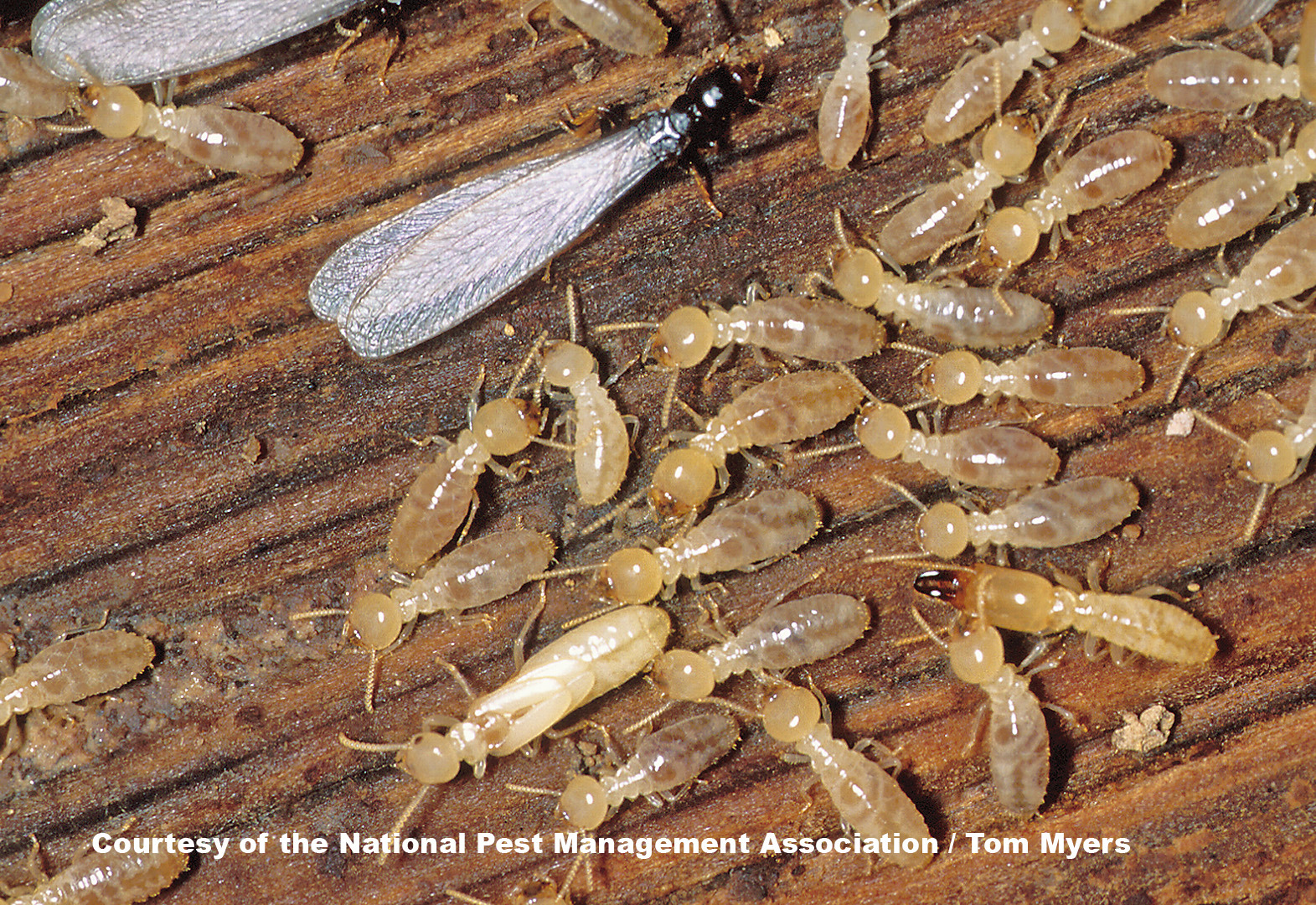 44 Termite (E. Subterranean Termite).jpg