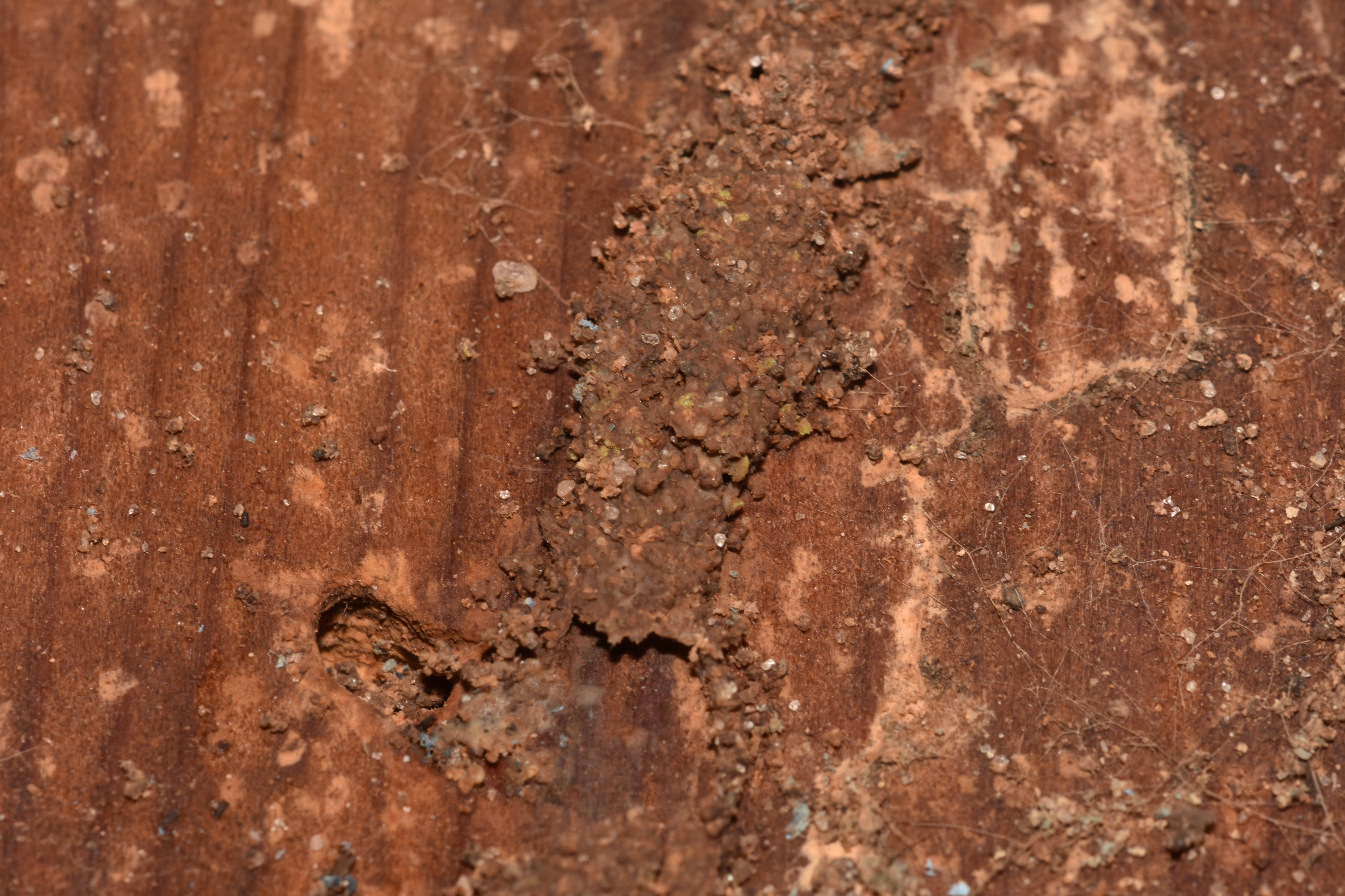 Formosan termite mud tubes 2.JPG