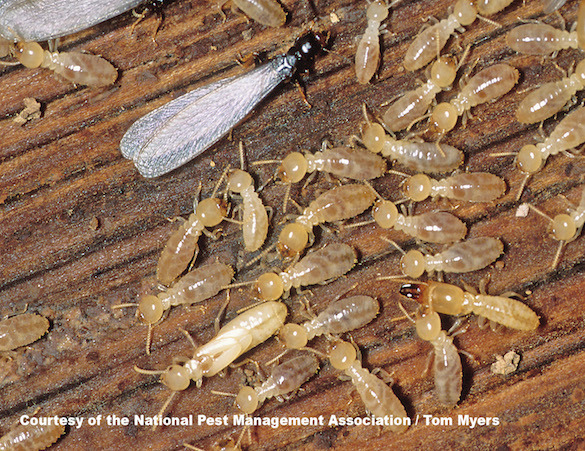 44 Termite (E. Subterranean Termite).jpg