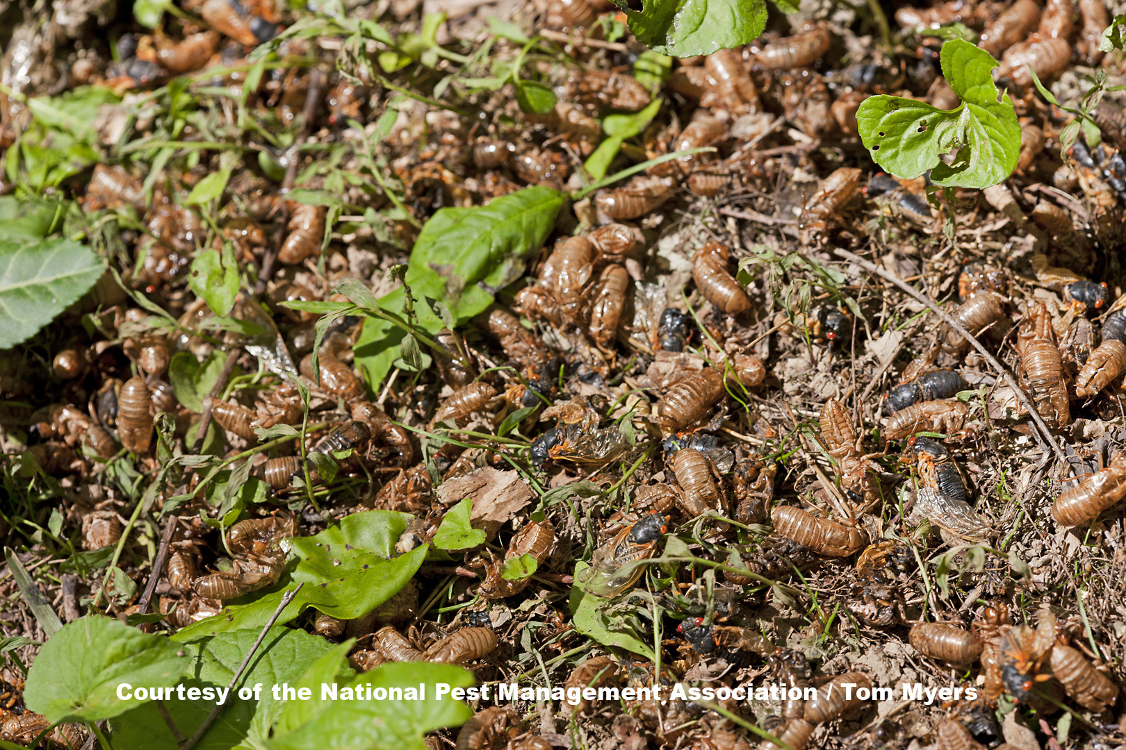 Cicada - 17 year Cicada on ground _C4E1302.jpg