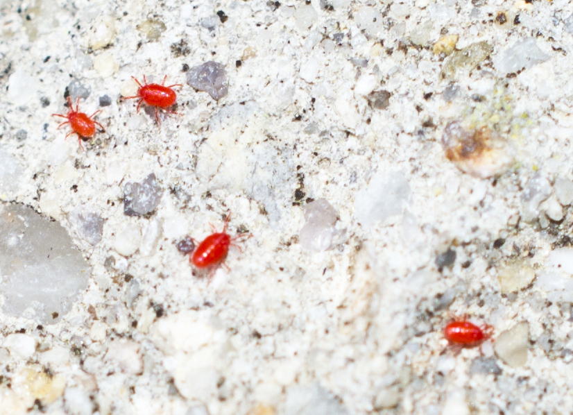 Clover mites cropped.jpg