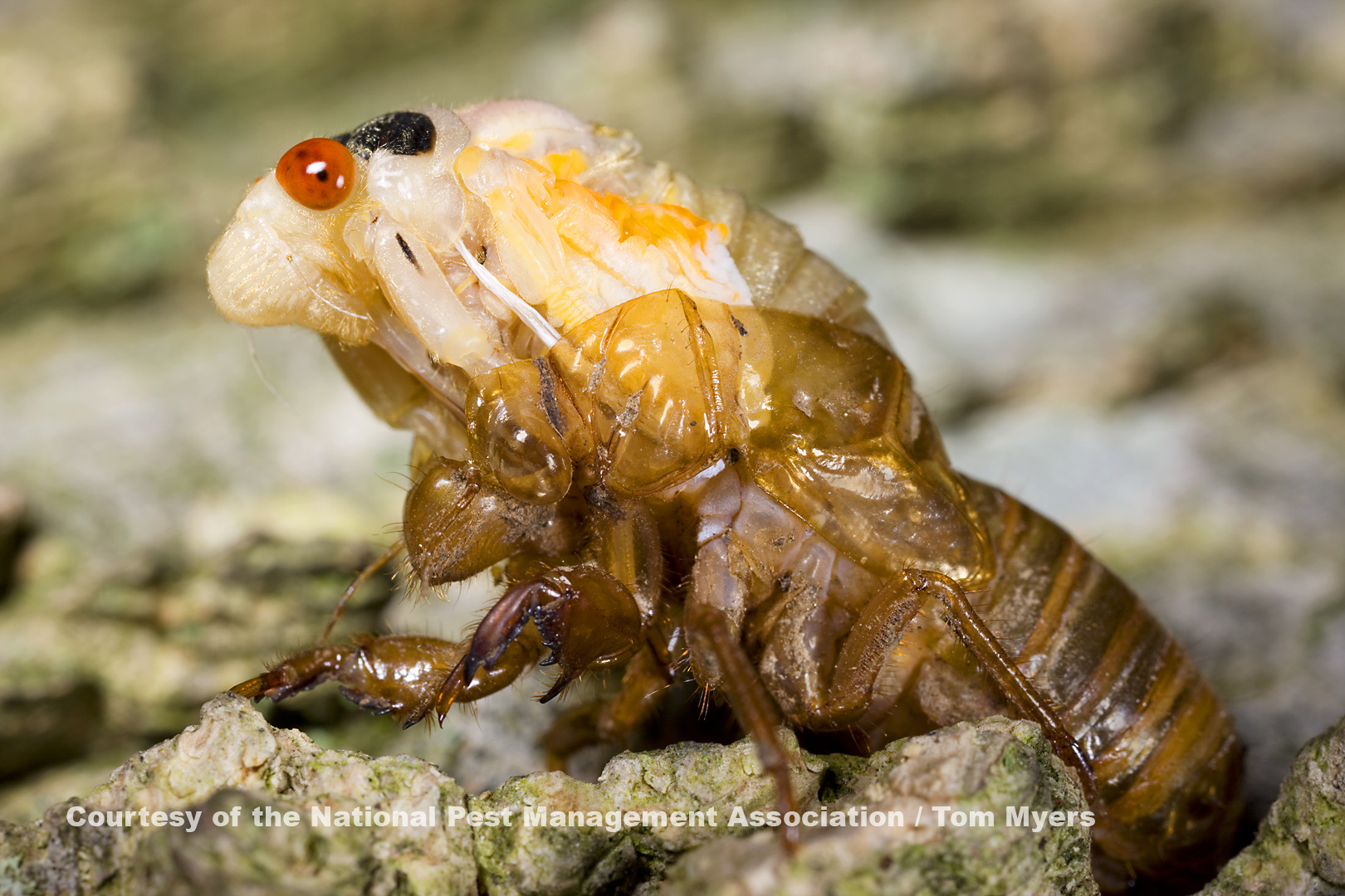 Cicada -17 Year Cicada_C4E1715A.jpg