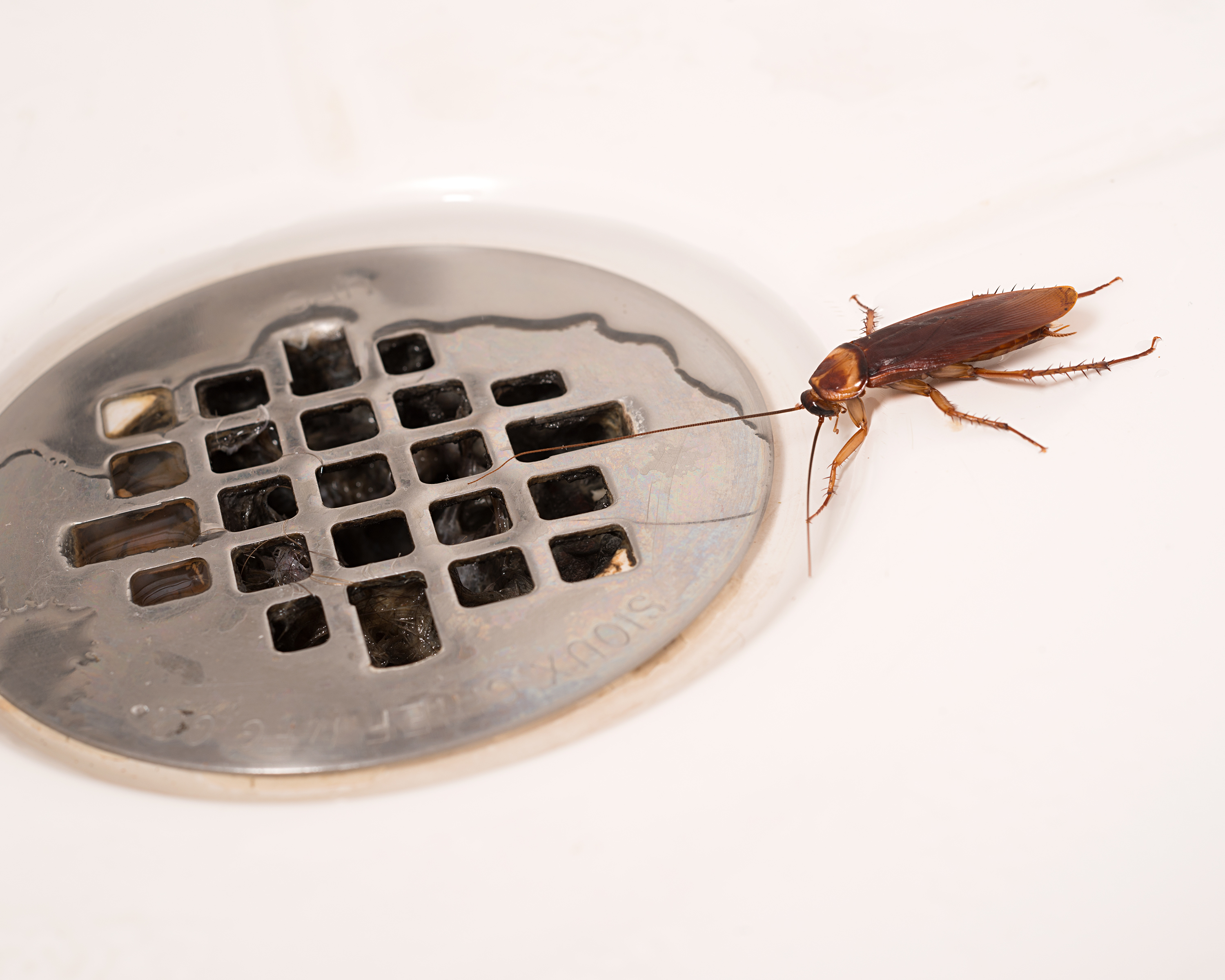 American Cockroach in Shower - BUG_0924.jpg