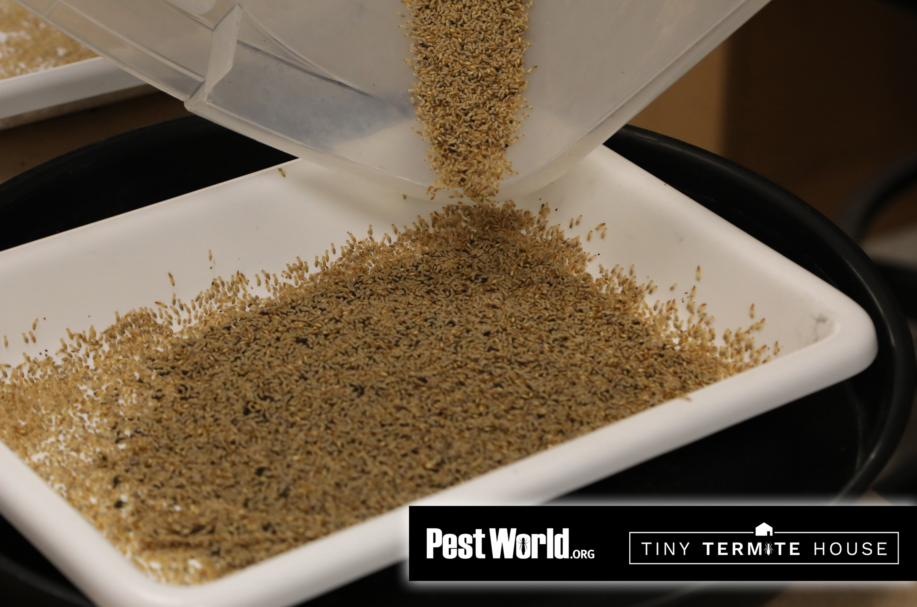 Tiny-Termite 2-1.jpg