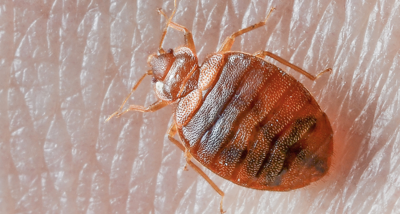 Where Do Bed Bugs Come From Learn Tips for Identifying Bed Bugs