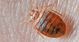 Bed bug on skin.jpg