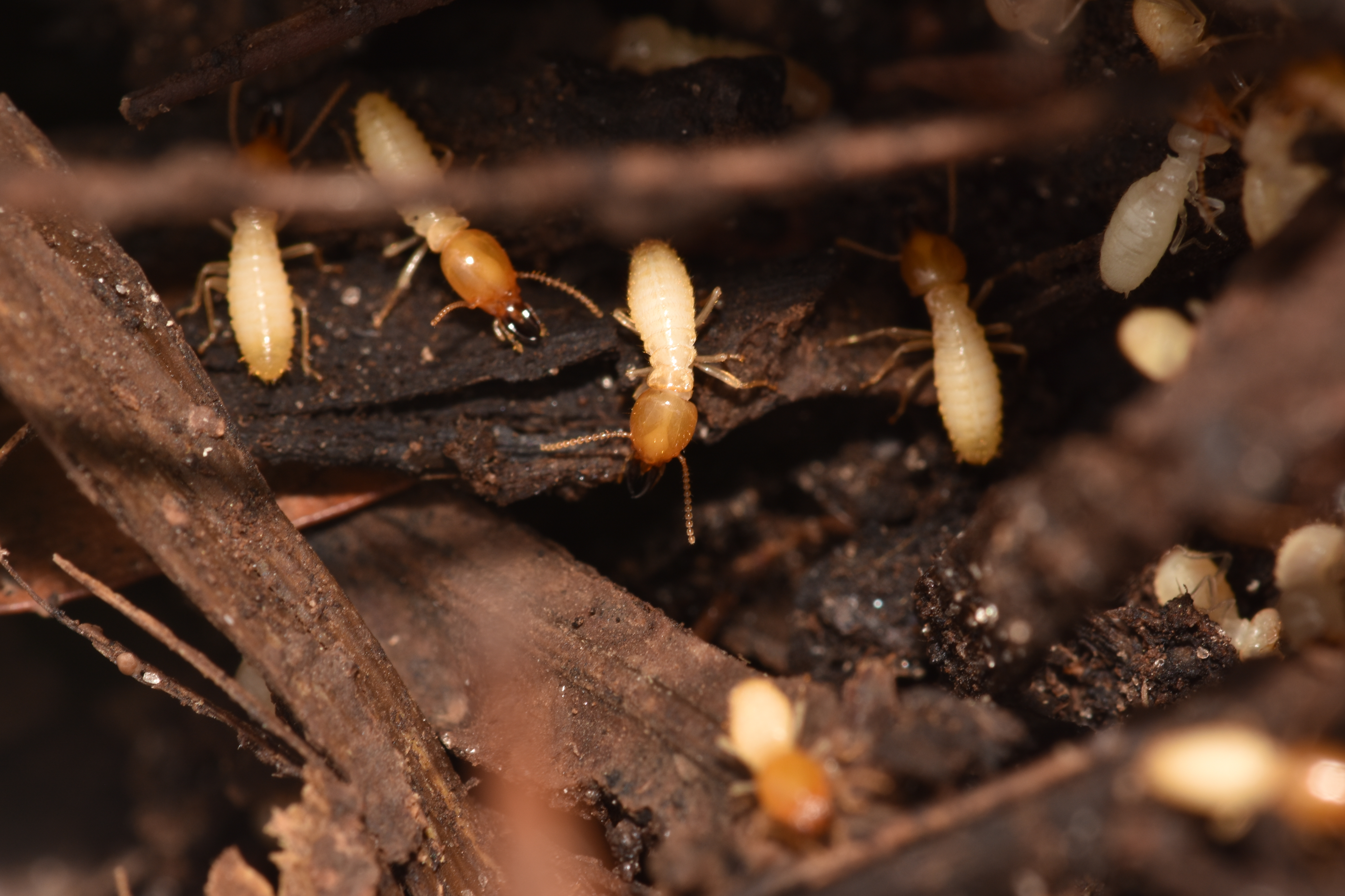 formosan-termites-3-1.jpg