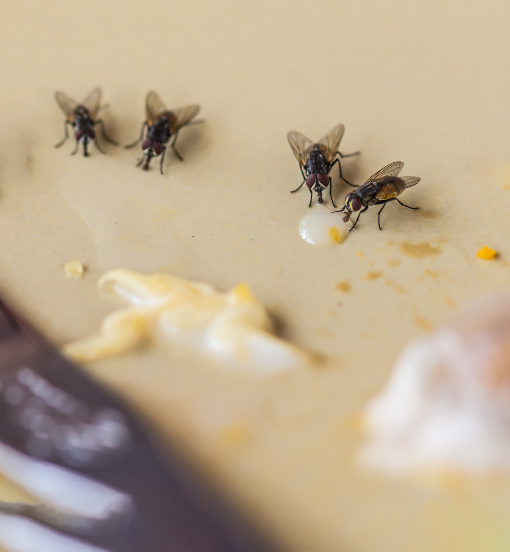 Get Rid of House Flies House Fly Control Information