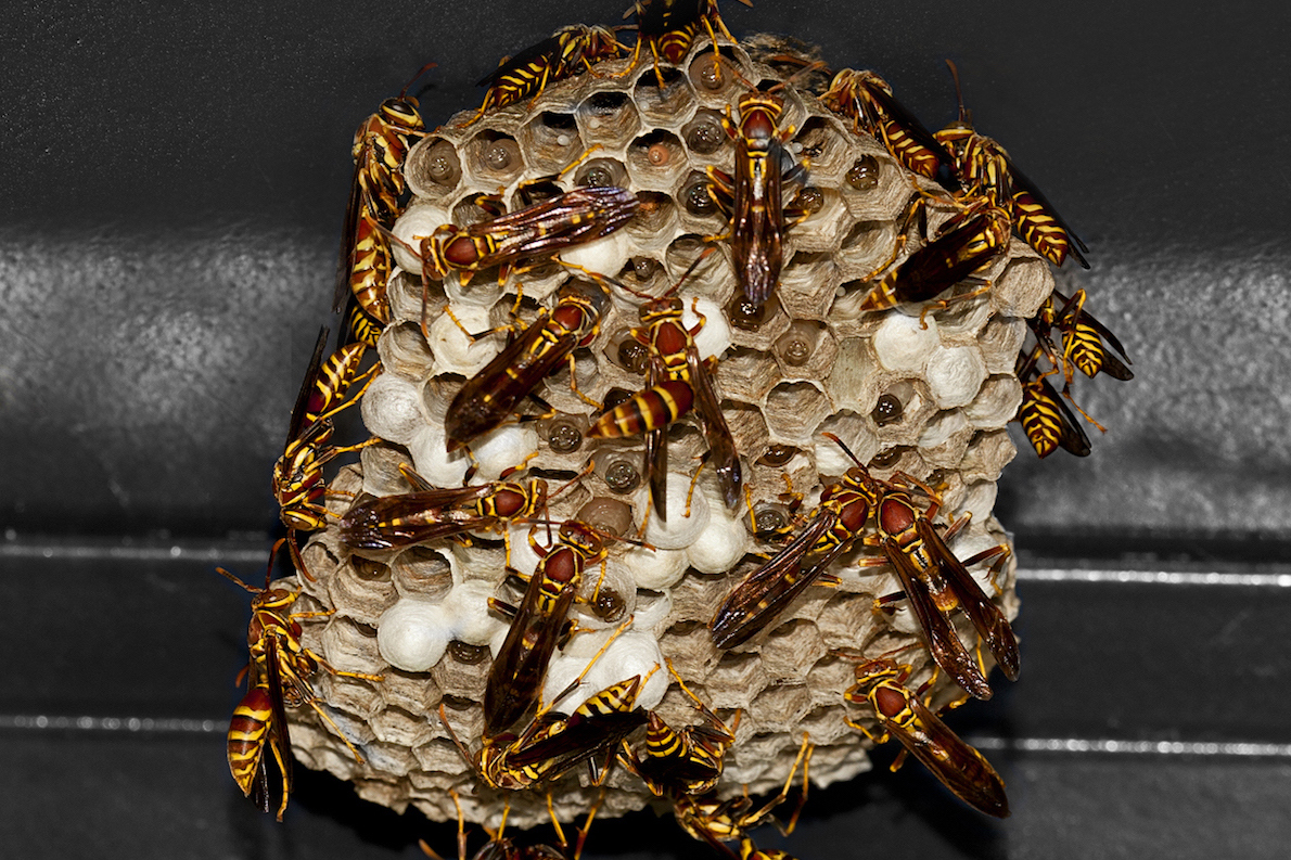 paper-wasp-swarm (1).jpg