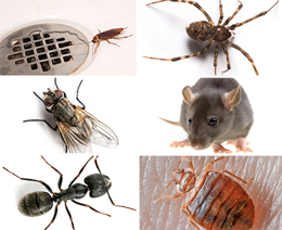 common house bugs and pests
