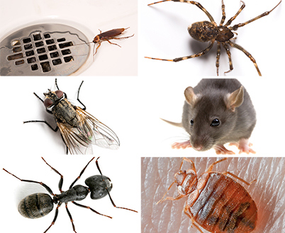 Spiders 101: Types of Spiders & Spider Identification