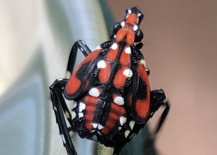 Spotted Lanternfly