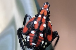 Spotted Lanternfly.jpg (1)