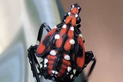 Spotted Lanternfly.jpg (1)