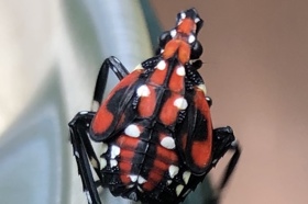Spotted Lanternfly