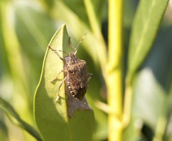 Stink Bug on Leaf