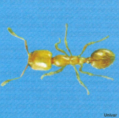 thief_ant.png