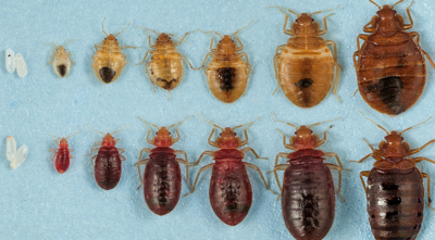 BED BUGS ON QUARTER.jpg