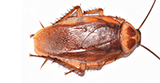 American Cockroach_Thumbnail.png
