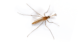 Culex Mosquito_Thumbnail.png