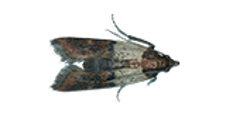 Top view of an Indian meal moth