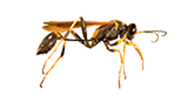 Mud Dauber Wasp