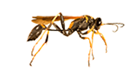 Mud Dauber Wasps