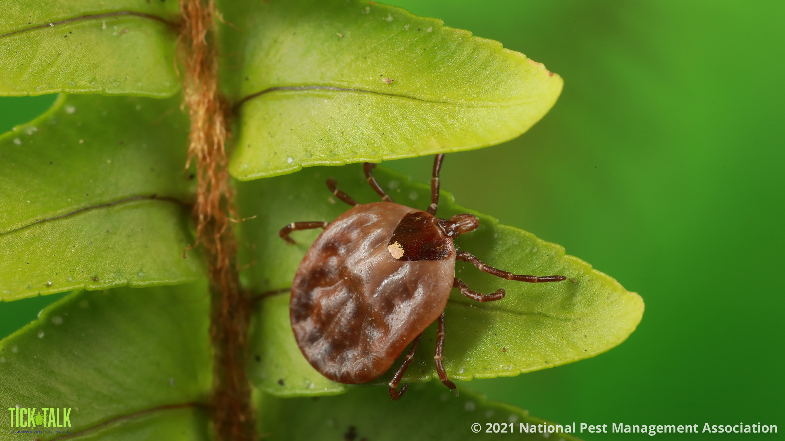 Tick on a leaf