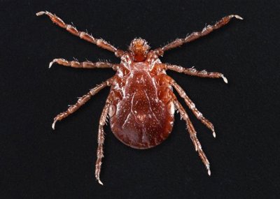 asian longhorned tick.jpg
