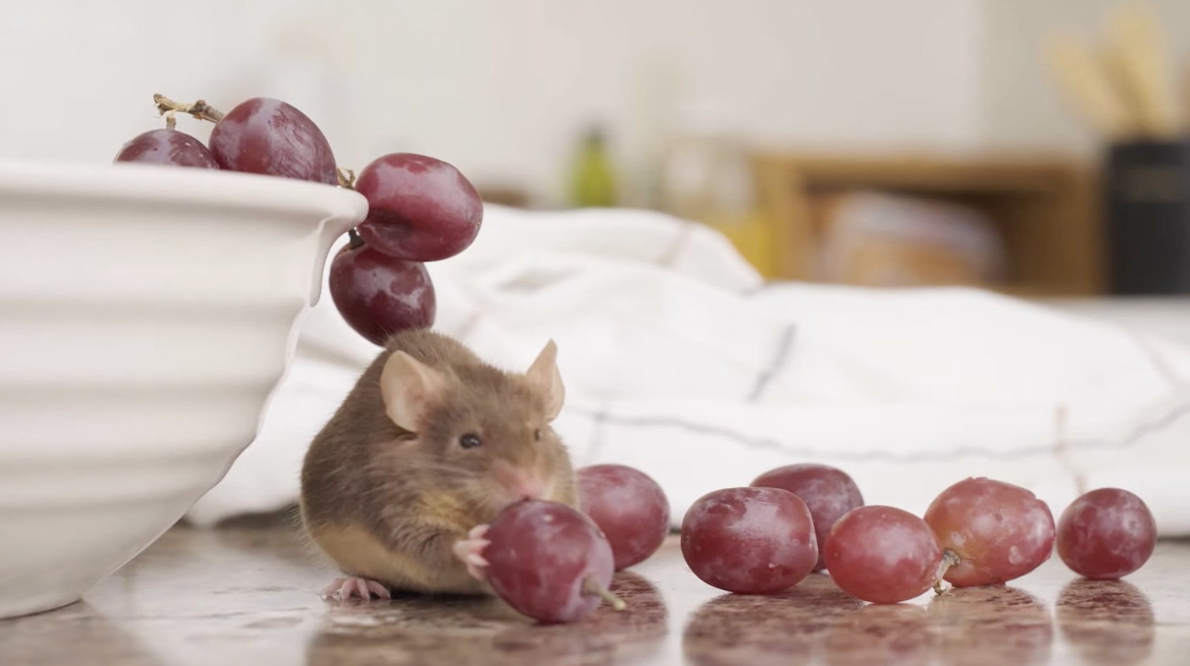 Screen Shot 2022-01-27 at 10.01.26 AM.png