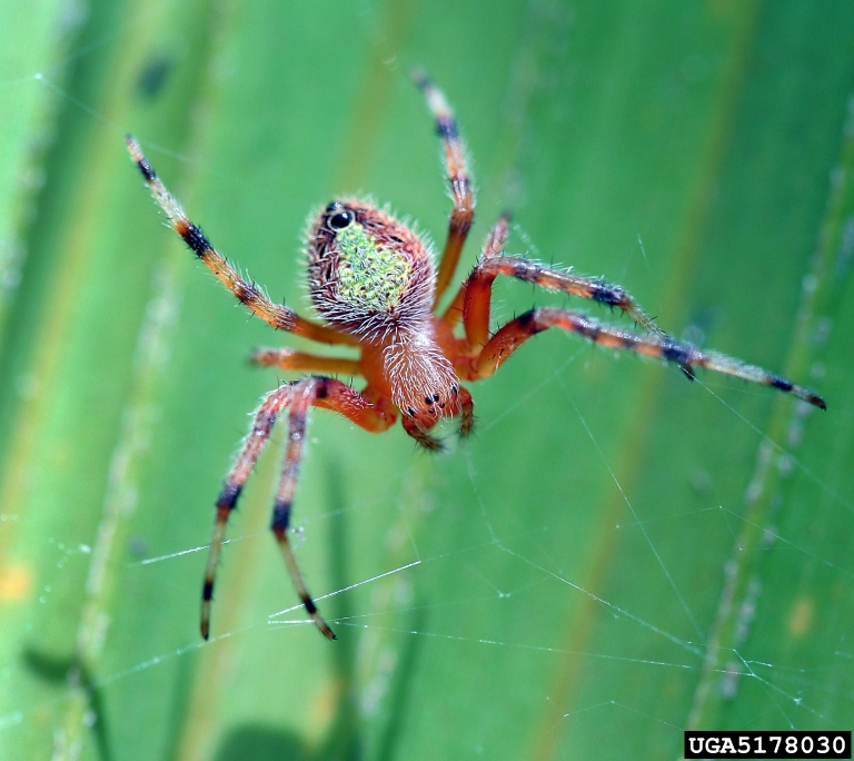 Orb Weaver 2