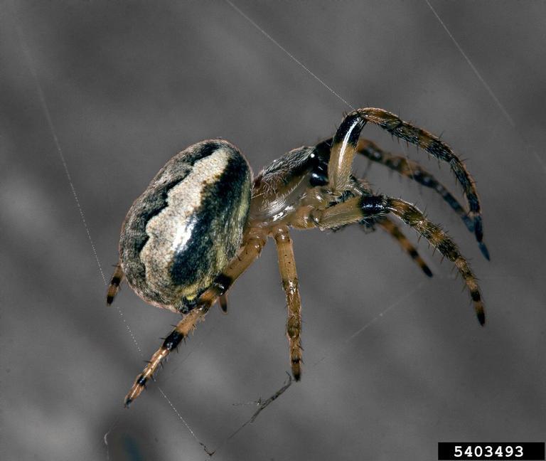 Orb Weaver On Web