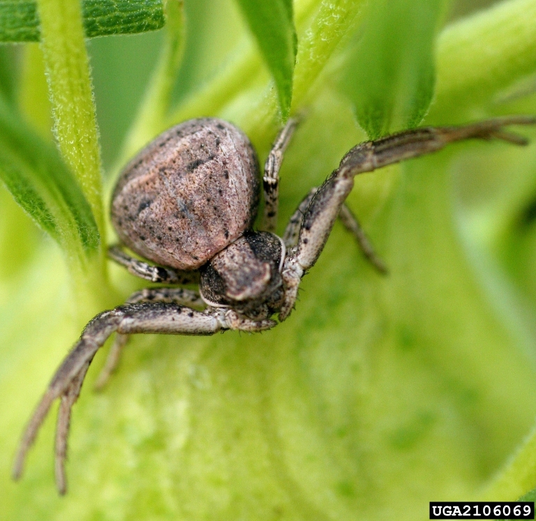 Crab Spider 2