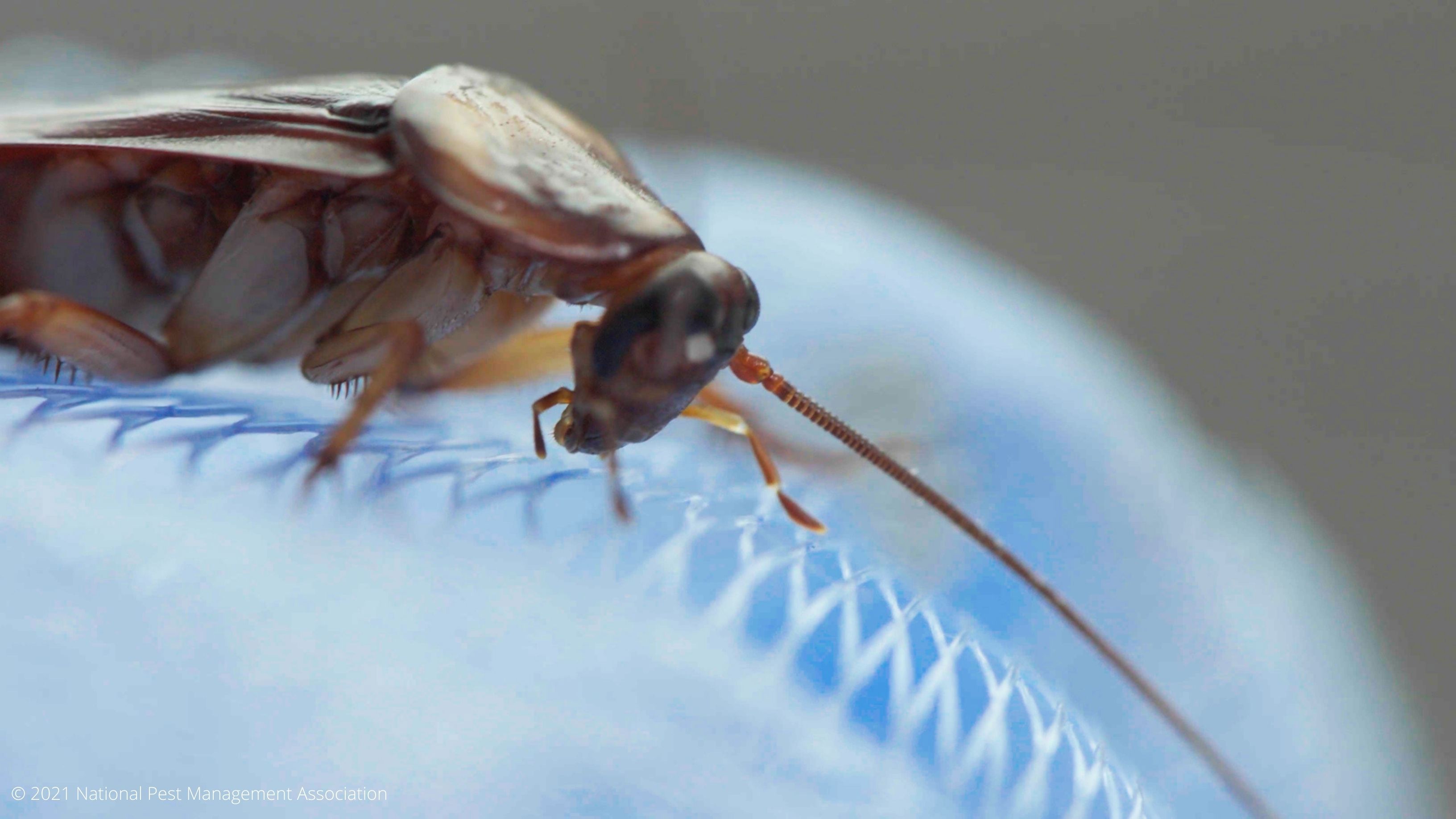 Out Of Sight Cockroach 5