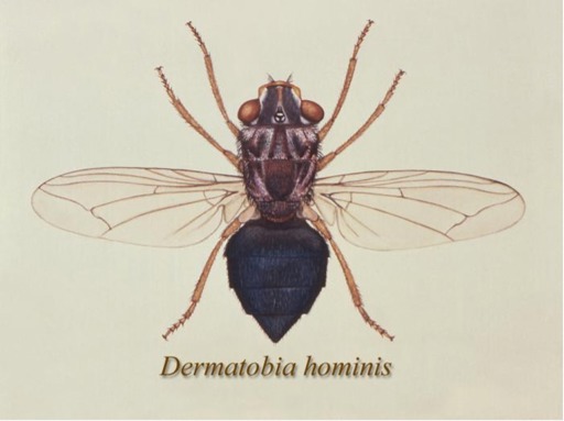 dorsal view of the human botfly, Dermatobia hominis