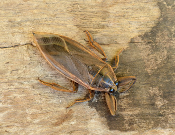 Giant Water Bug