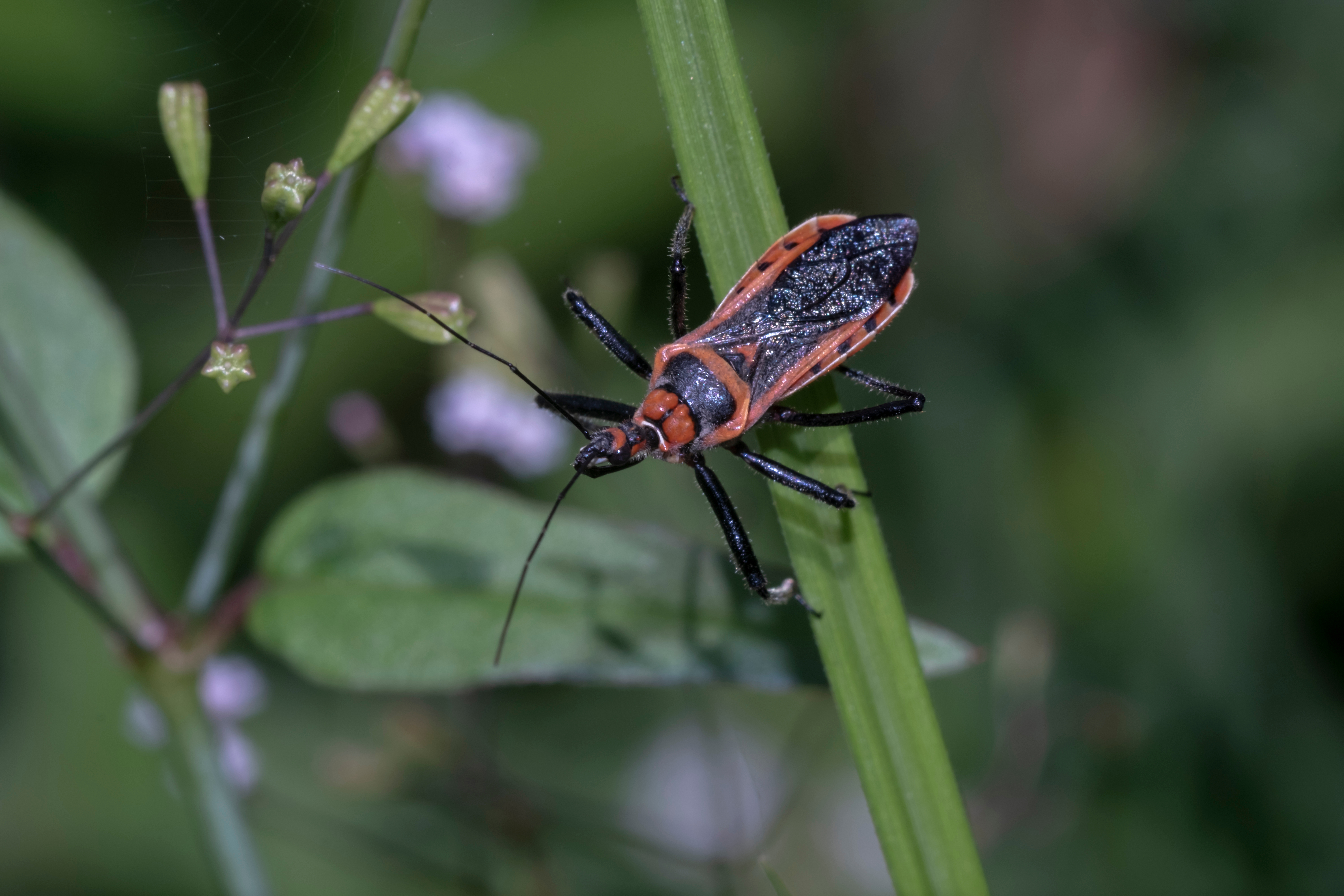 Assassin Bug 2