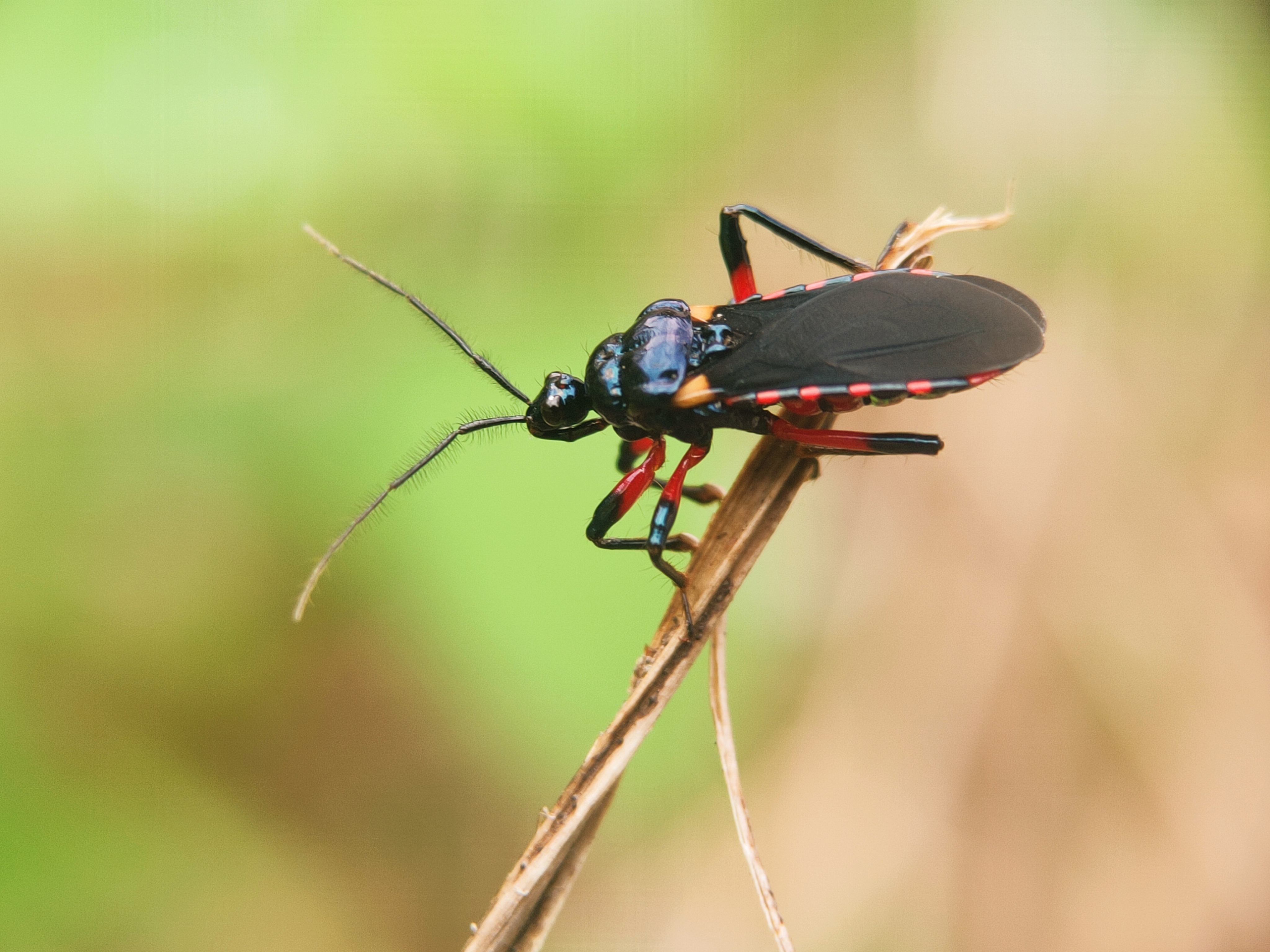 Assassin Bug 3