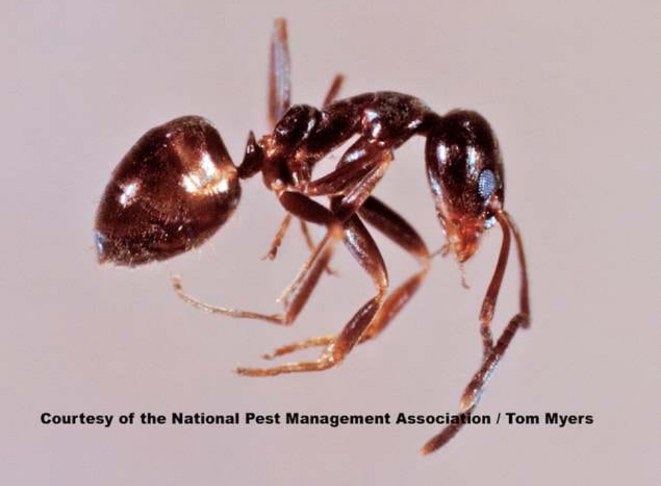 Argentine Ant Tm 1