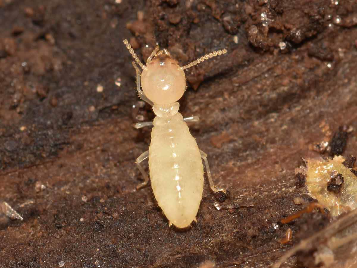Formosan Termite Worker 2 1