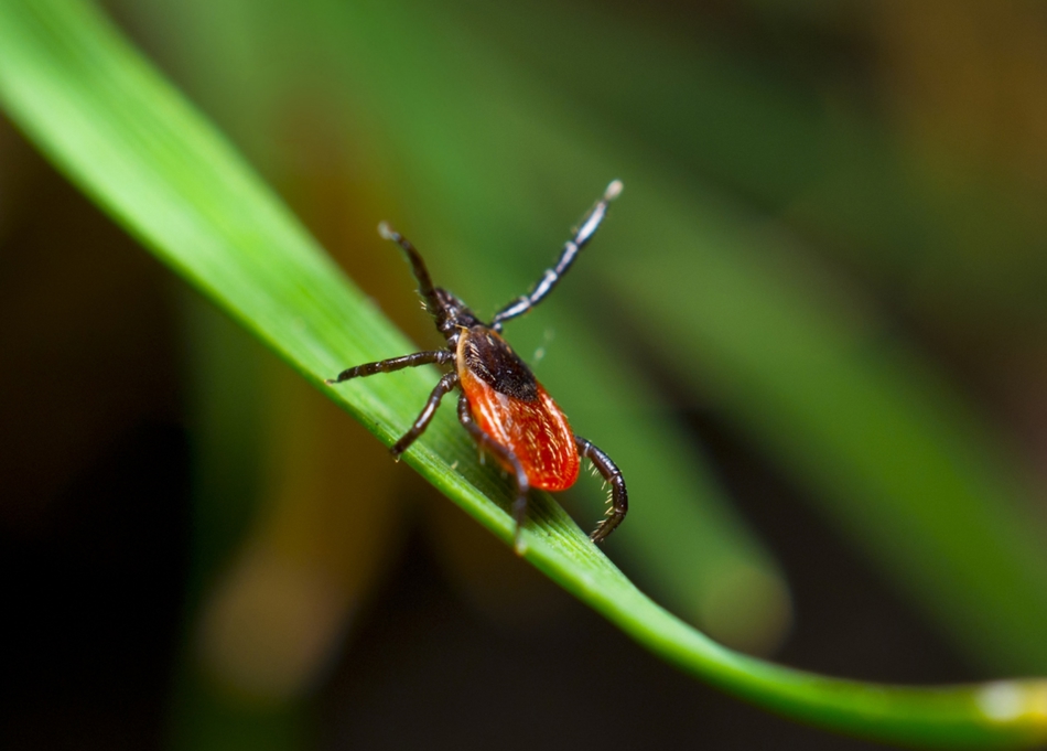 Blacklegged Female On Grass No Text 2