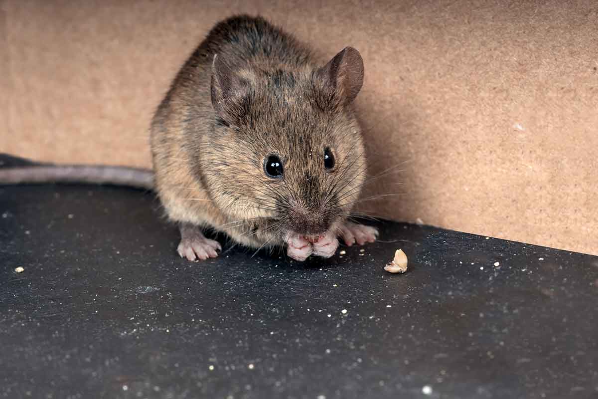 Rodents 101: Information On Different Types of Rodents