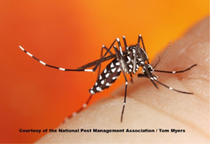 Spring & Summer 2026 Pests: 6 Pests and Insects to Watch This Year