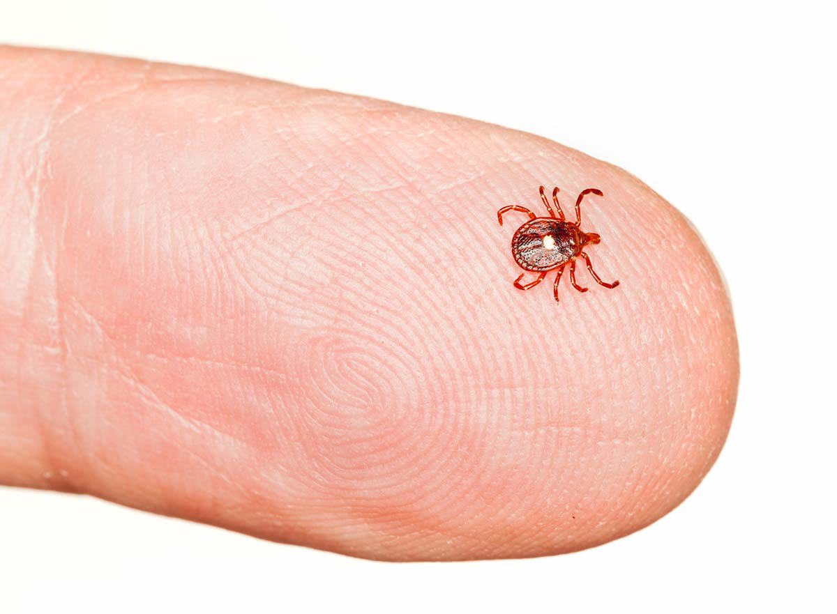 Tick