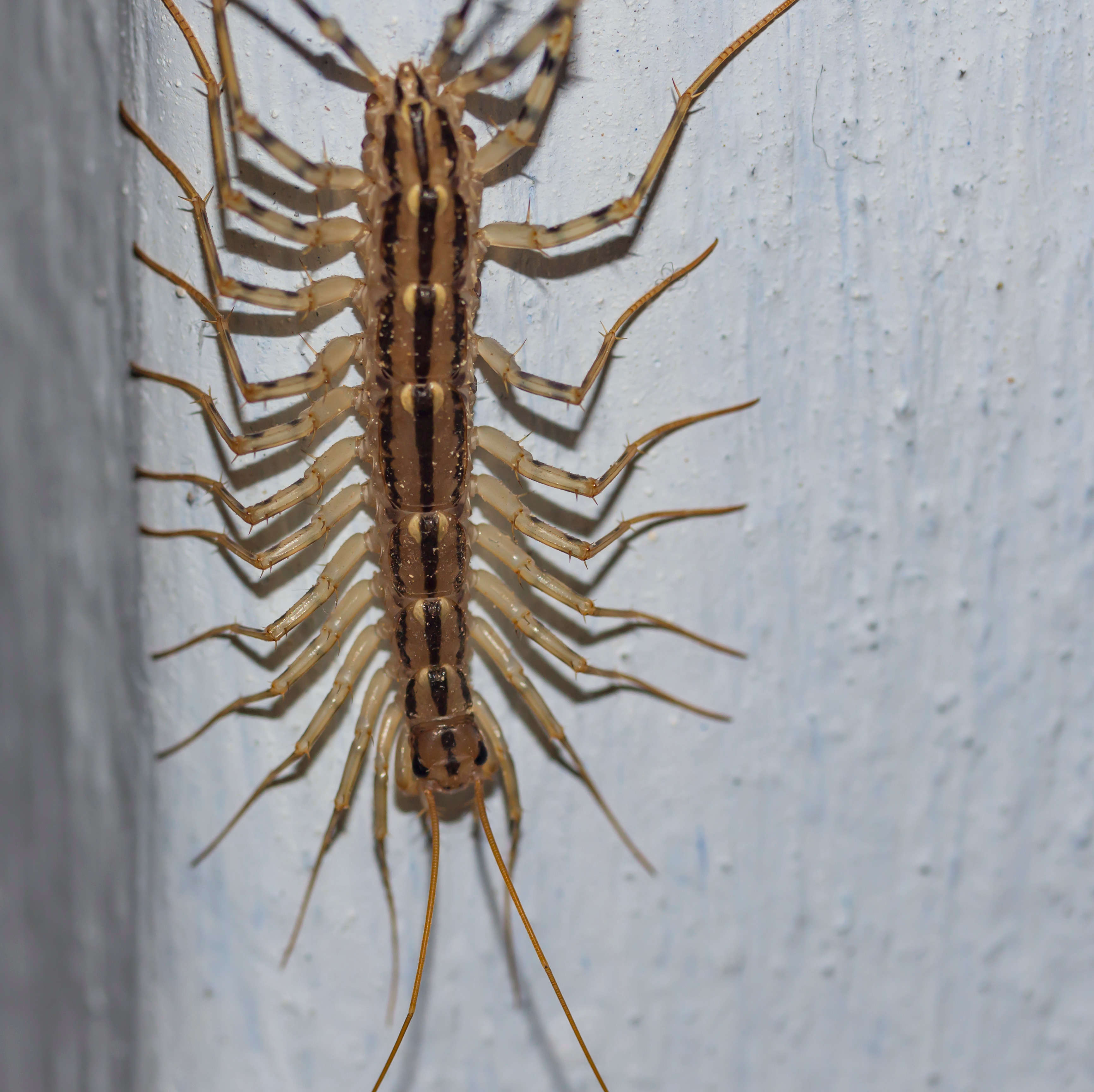 Centipede